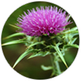 밀크 씨슬( Milk Thistle - Silybum marianum ) 마리아 엉겅퀴