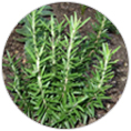 로즈메리 ( Rosemary - Rosemarinus officinalis )