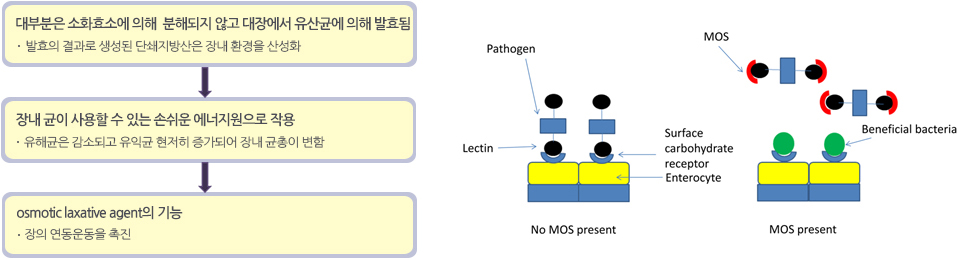 프락토올리고당